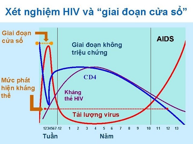 Giai đoạn HIV cửa sổ thường kéo dài từ 3 – 12 tuần