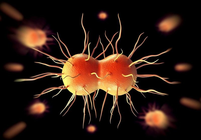 Đặc điểm của vi khuẩn gây bệnh lậu Neisseria gonorrhoeae 
