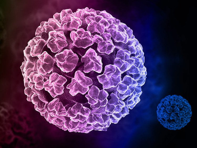 HPV (Human Papilloma Virus) - Chủng Virus gây ra bệnh sùi mào gà ở người