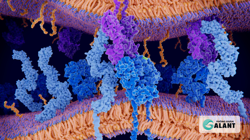 HIV biến tế bào miến dịch CD4 thành máy nhân bản HIV