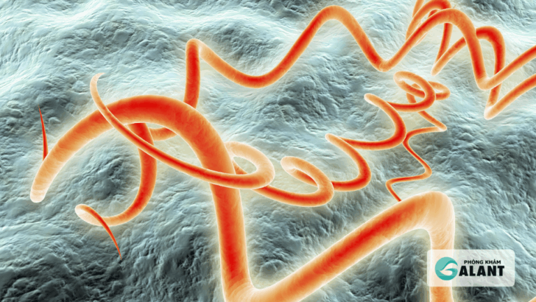 Phản ứng của hệ miễn dịch chống lại bệnh giang mai