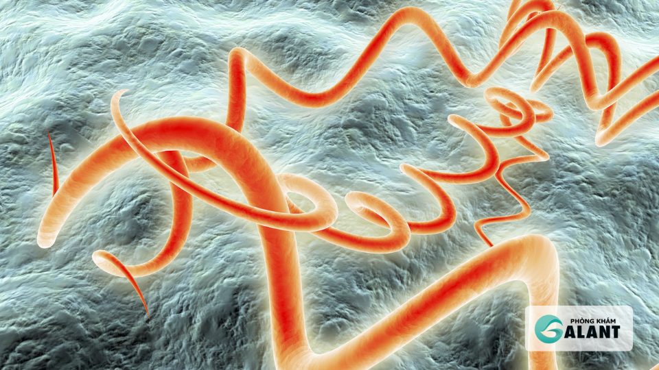 Xoắn khuẩn giang mai: Nguyên nhân, triệu chứng và cách điều trị