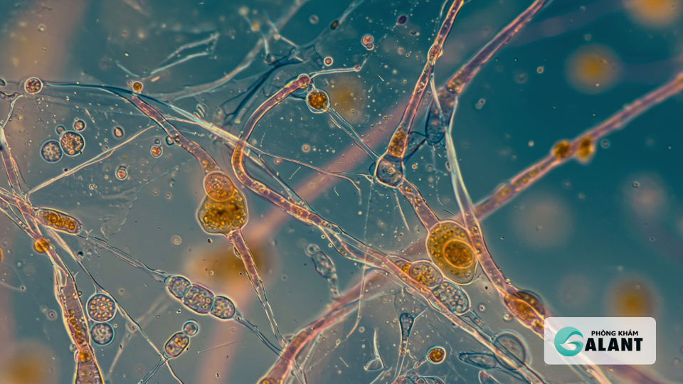 Nhiễm nấm Candida sinh dục là gì? Nguyên nhân, dấu hiệu và mức độ nguy hiểm