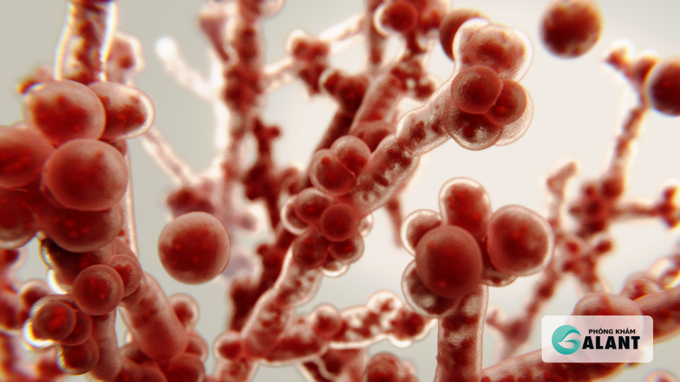 Nguyên nhân gây nhiễm nấm Candida sinh dục